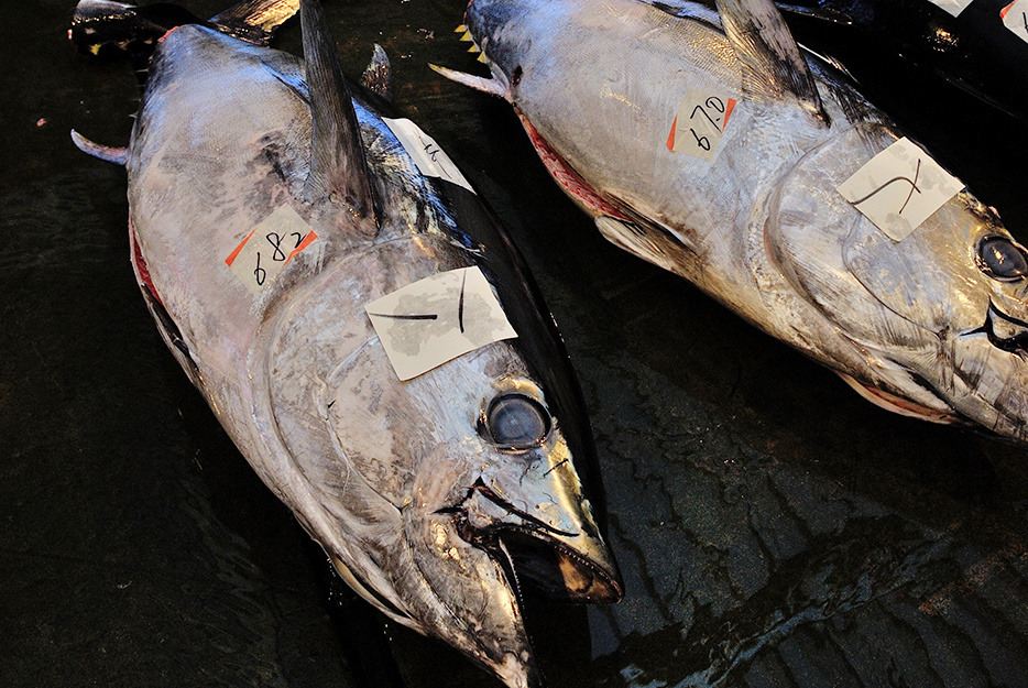 紀伊勝浦産　生まぐろ